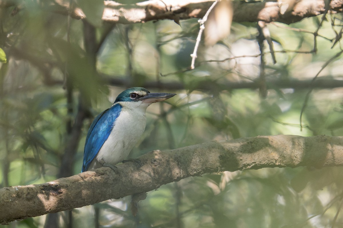 Collared Kingfisher (Oriental) - ML646638181