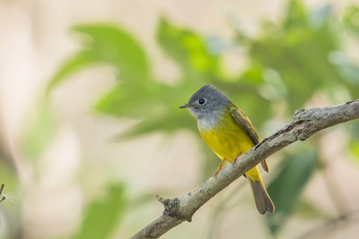 Gray-headed Canary-Flycatcher - ML646638184