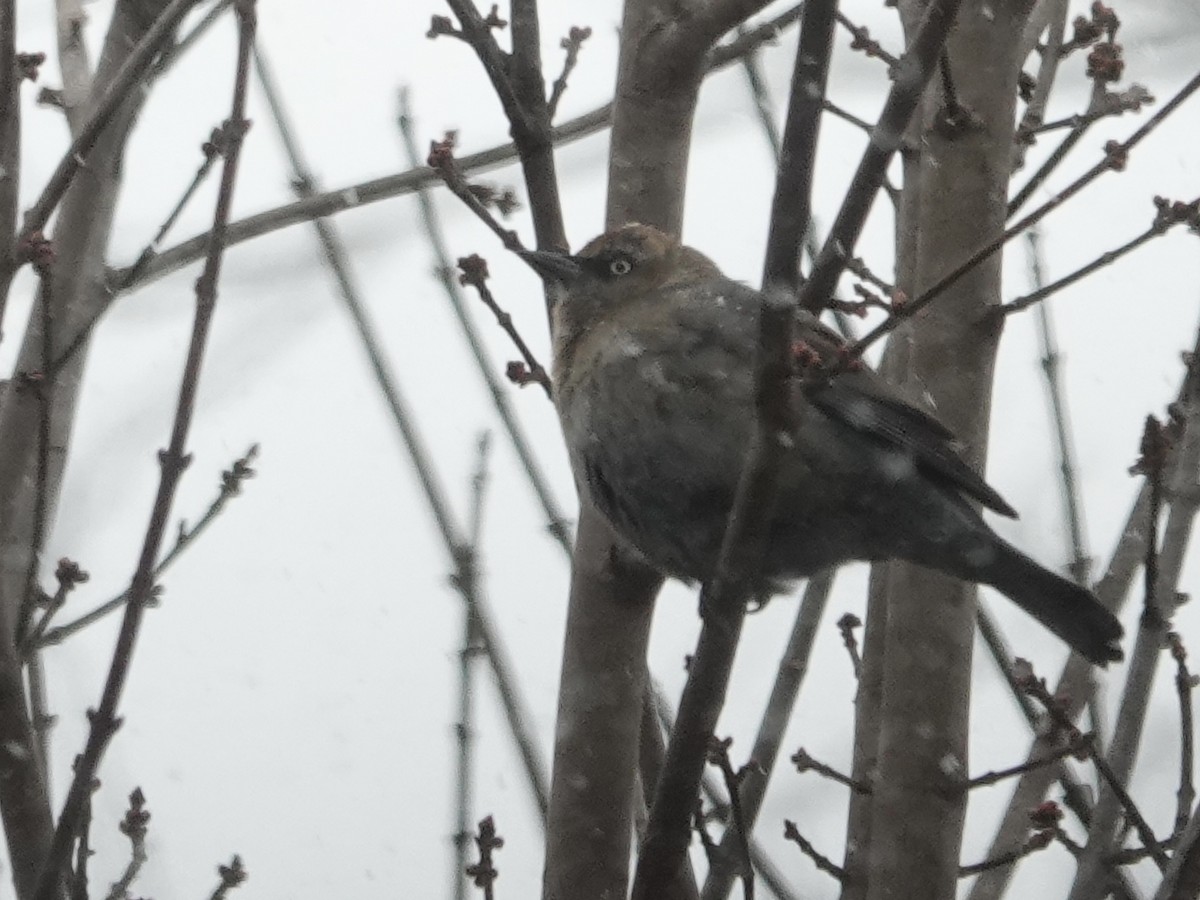 Rusty Blackbird - ML646638186