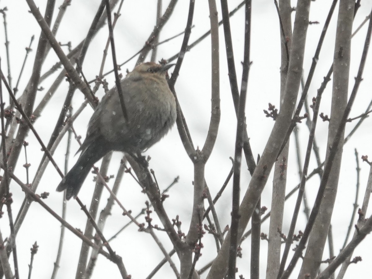 Rusty Blackbird - ML646638187