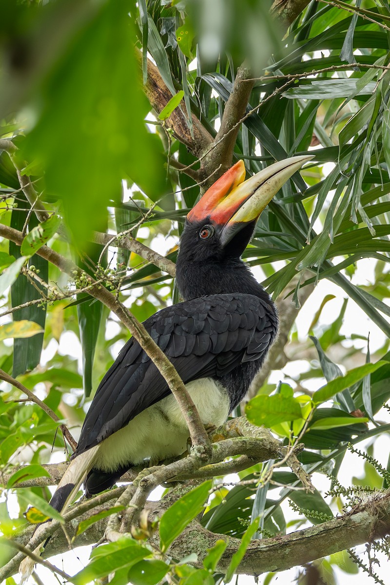 Rhinoceros Hornbill - ML646638189