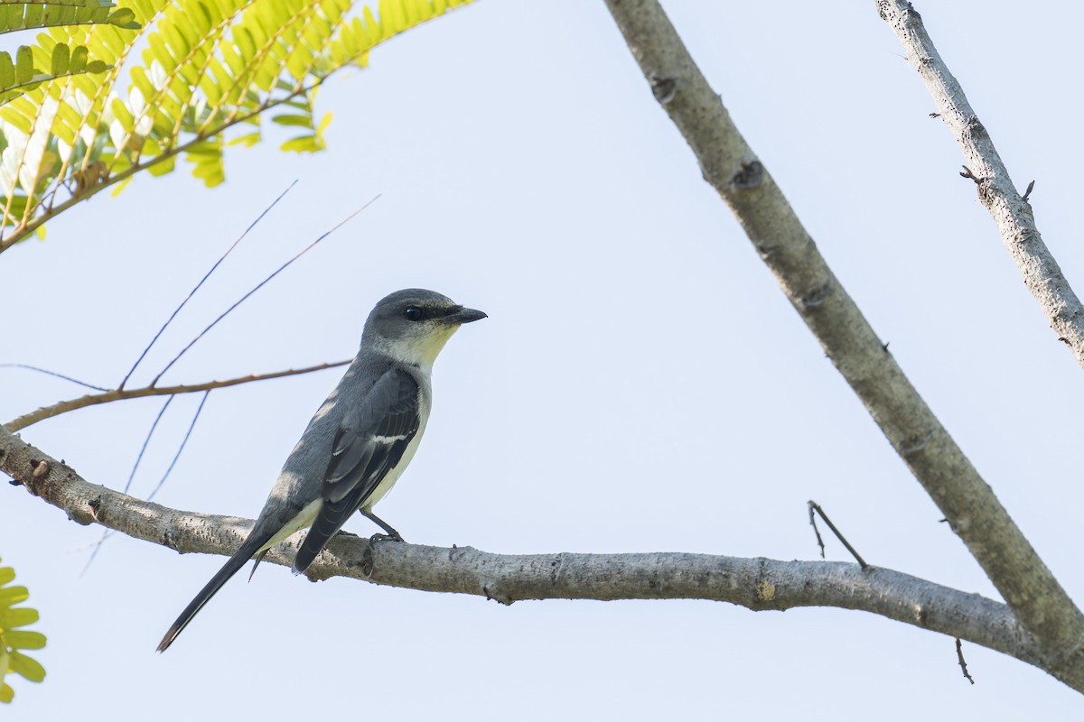 askemønjefugl - ML646638191