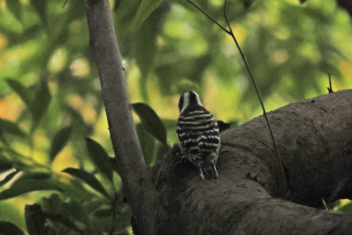 Japanese Pygmy Woodpecker - ML646638192