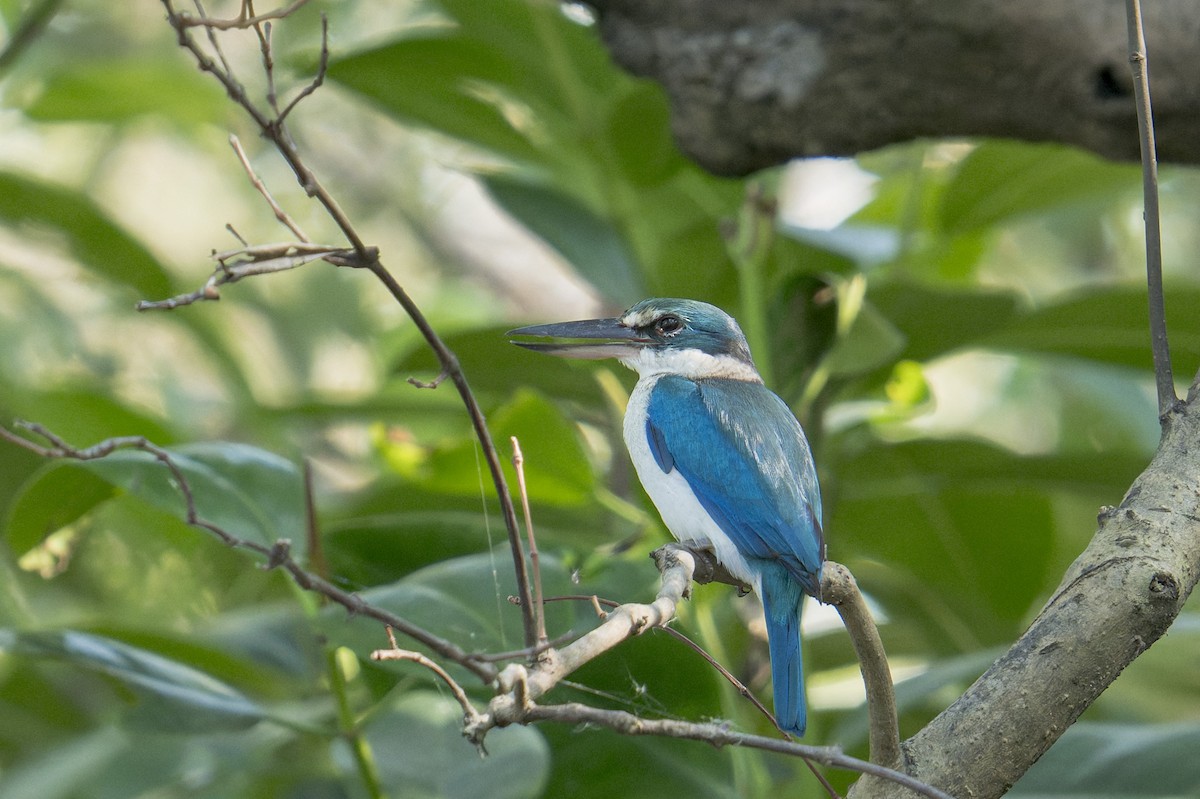 Collared Kingfisher (Oriental) - ML646638197