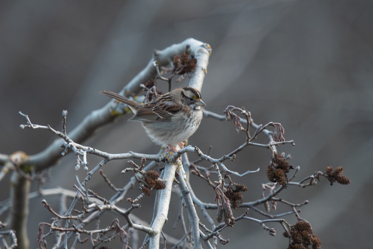 White-throated Sparrow - ML646638198