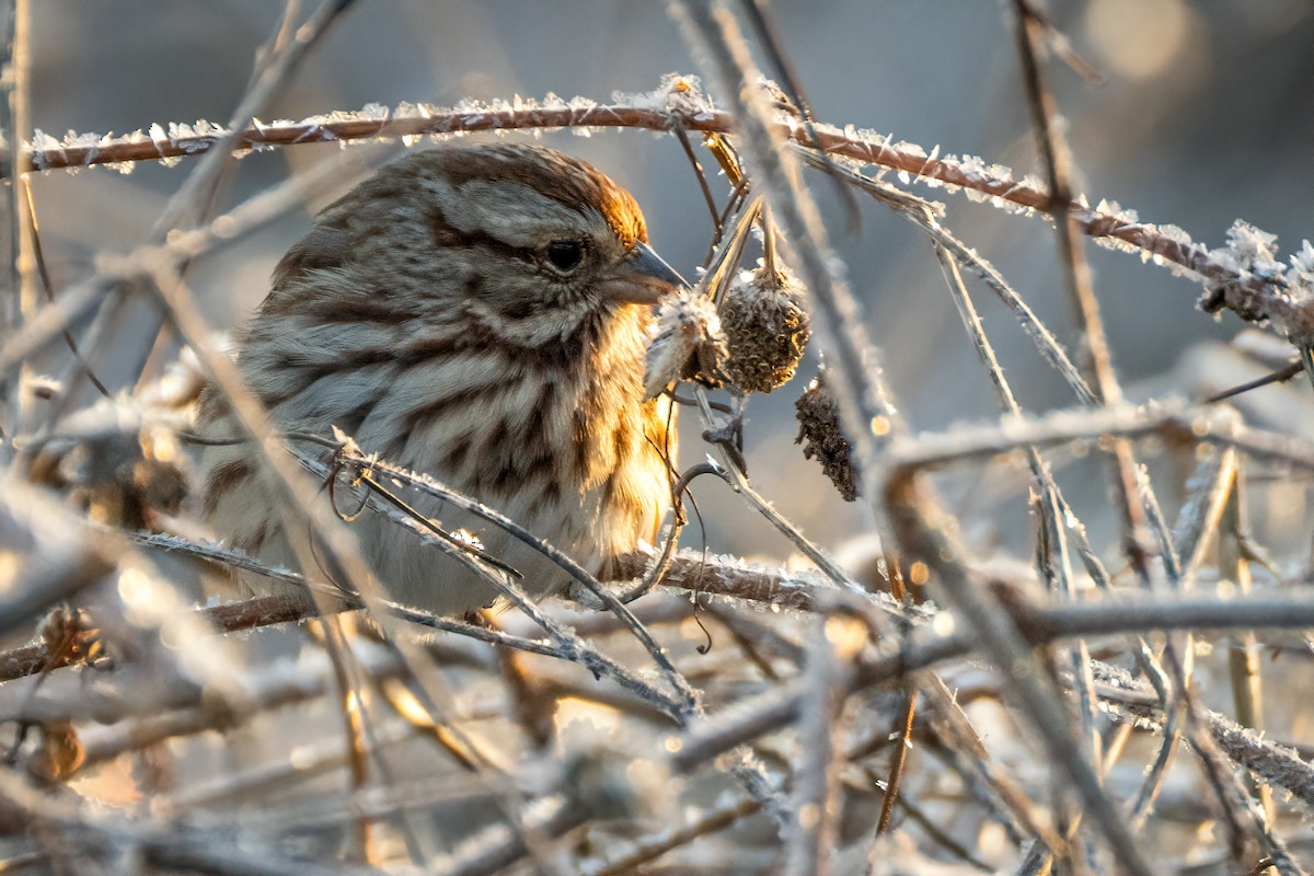 Song Sparrow - ML646638202