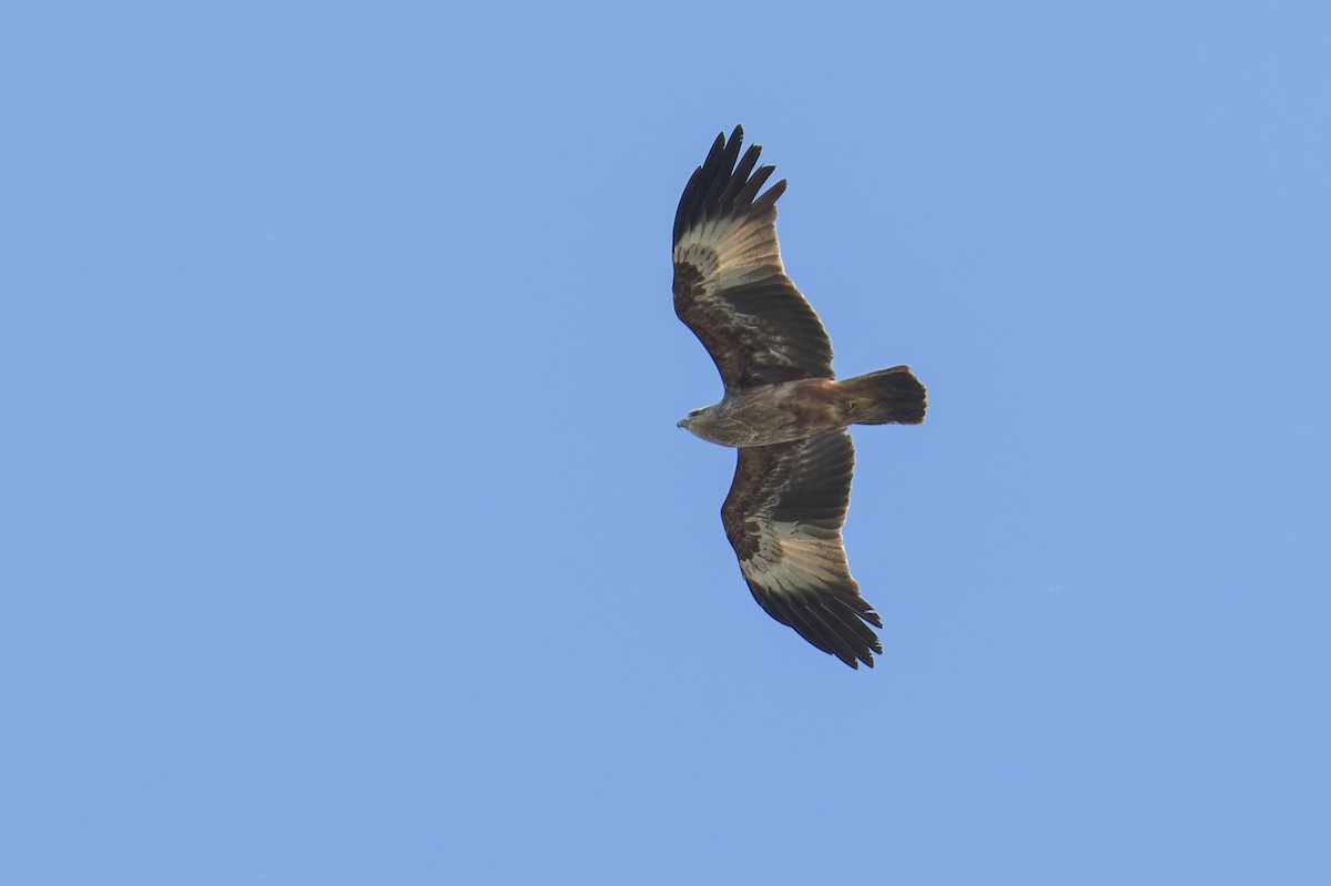 Brahminy Kite - ML646638207