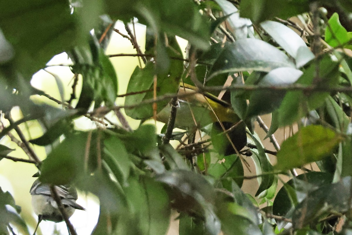 メジロ - ML646638208