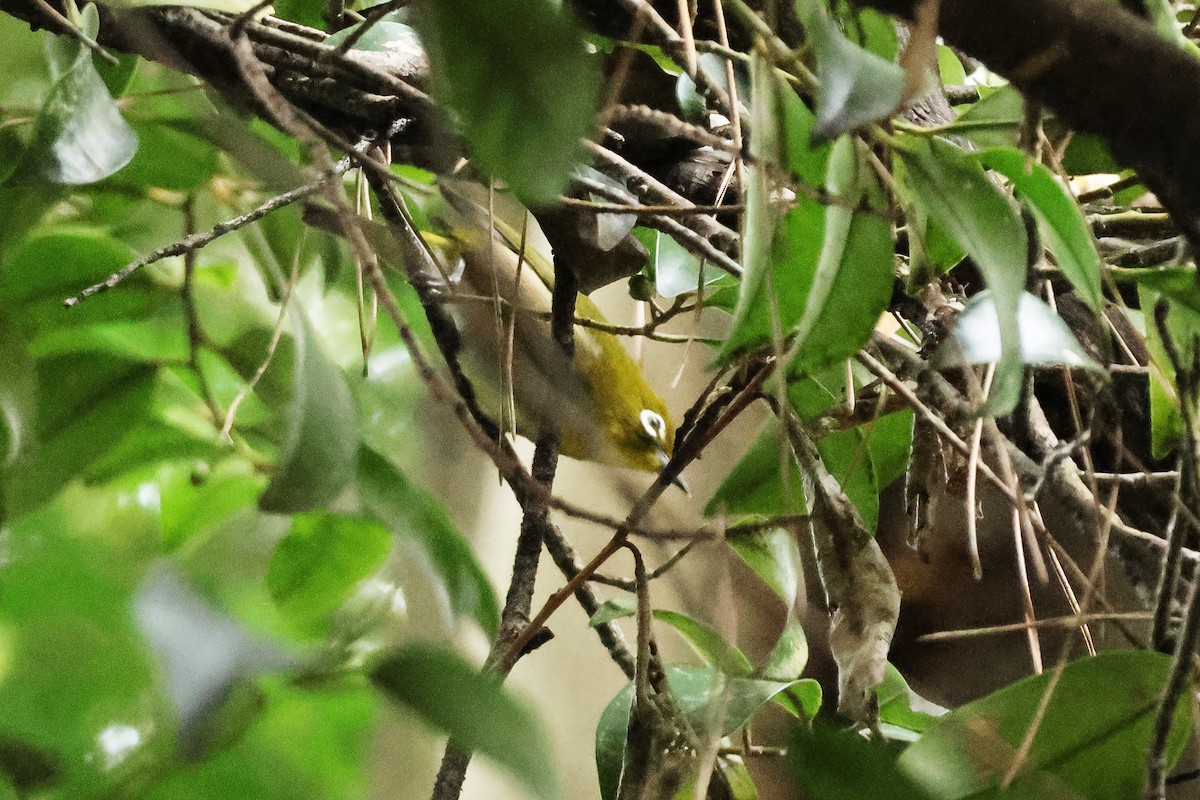 メジロ - ML646638209