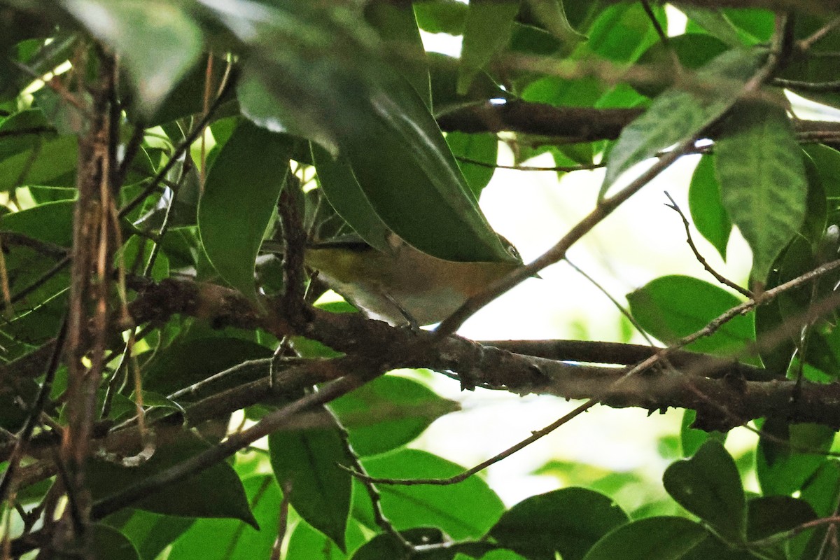 メジロ - ML646638210