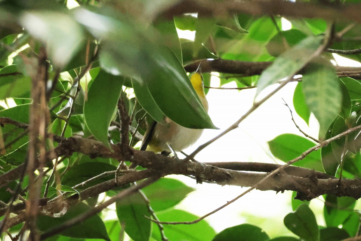 メジロ - ML646638211