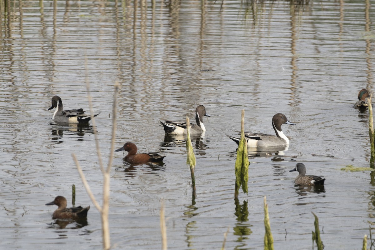 Northern Pintail - ML646638213