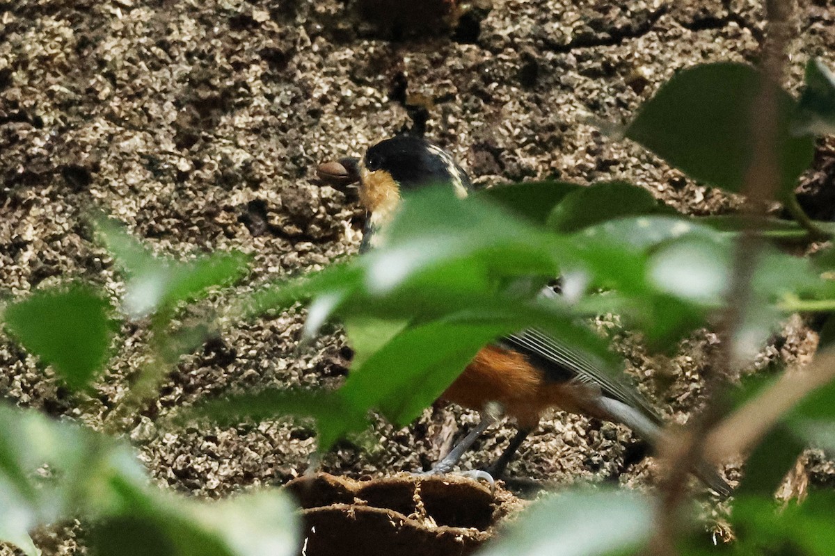 Varied Tit - ML646638214