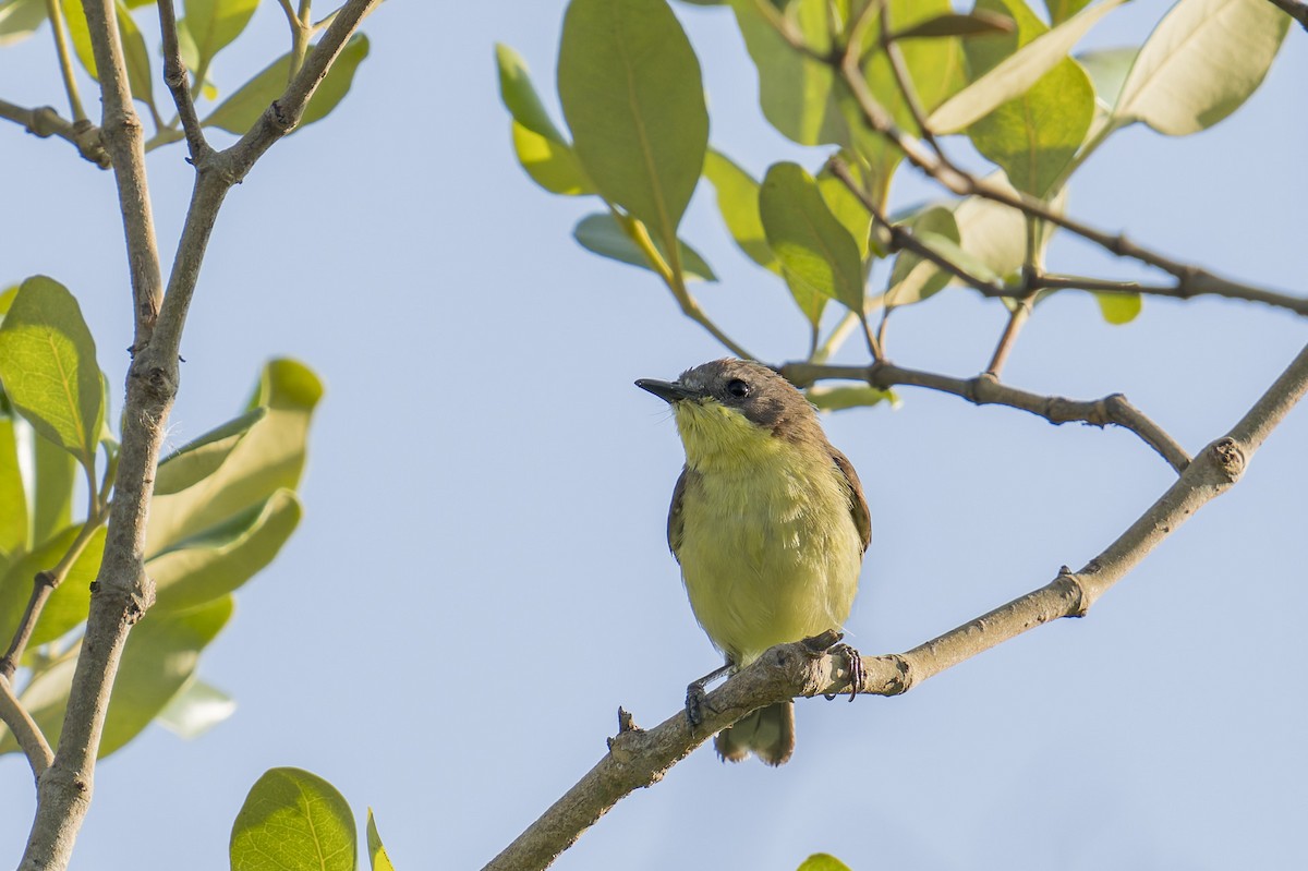 Golden-bellied Gerygone - ML646638215