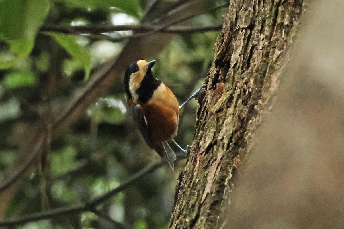 rødmeis - ML646638217