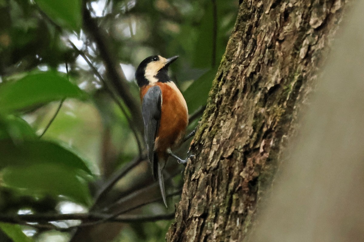Varied Tit - ML646638218