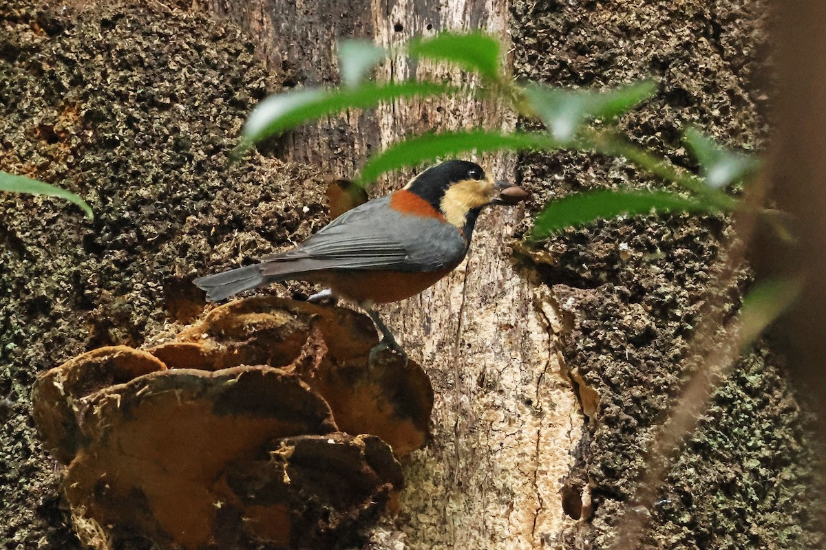 rødmeis - ML646638220