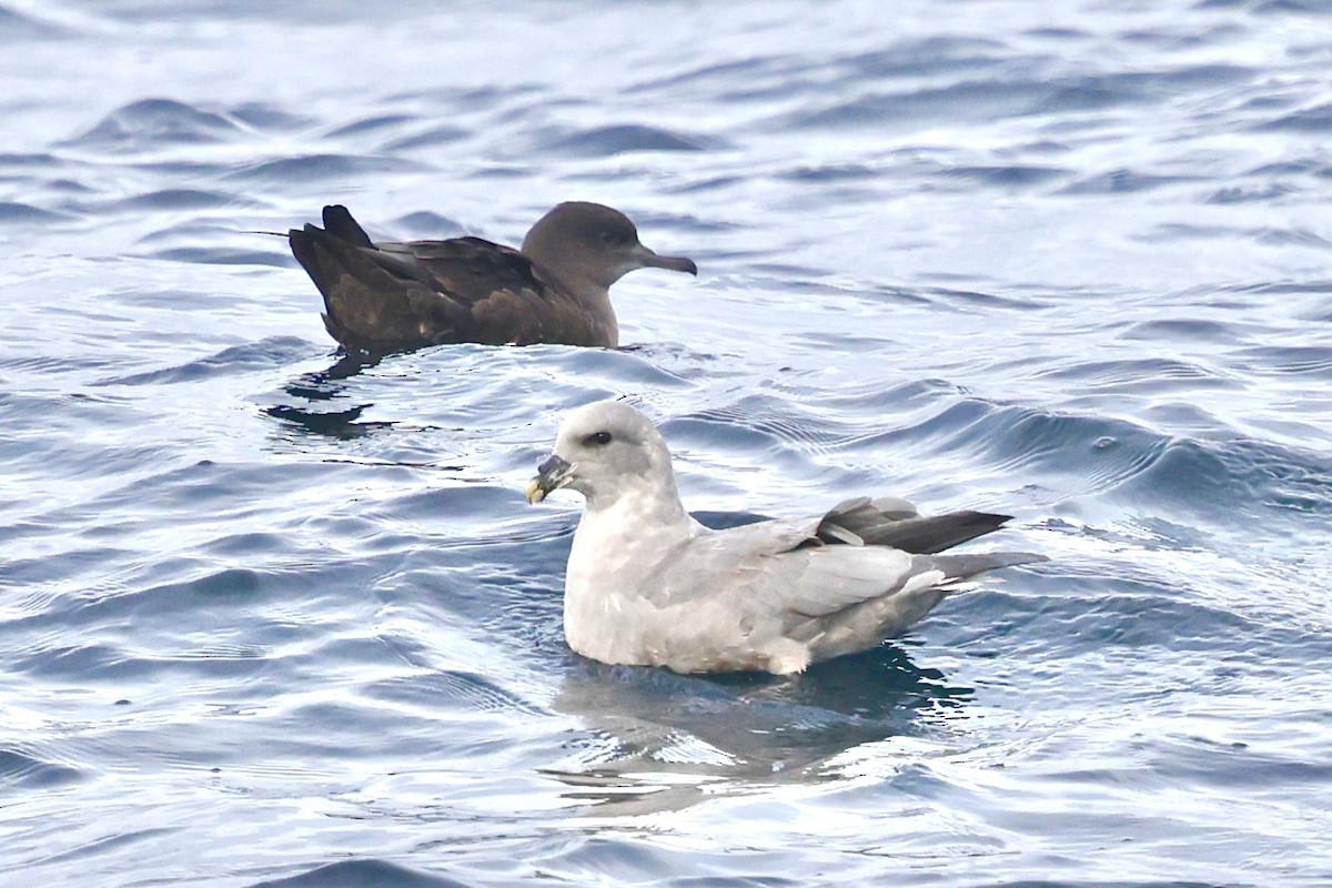 Eissturmvogel - ML646638223