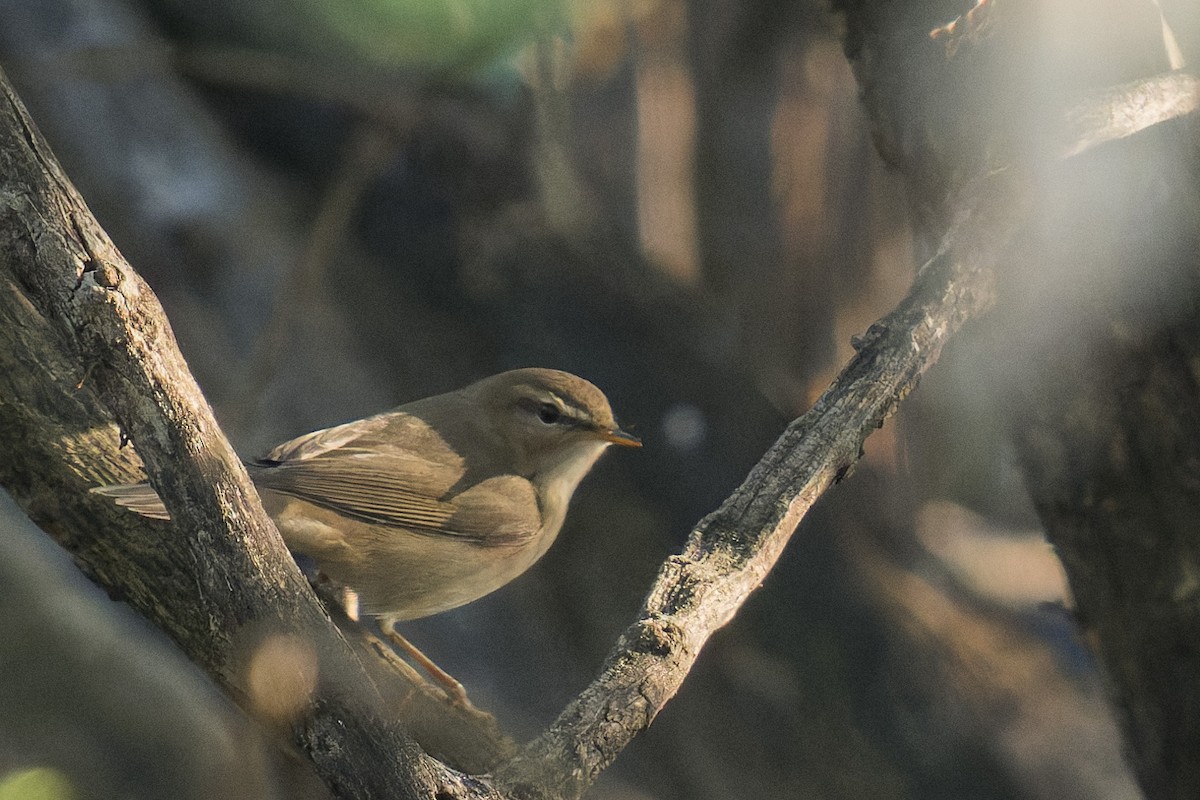 Esmer Çıvgın - ML646638227