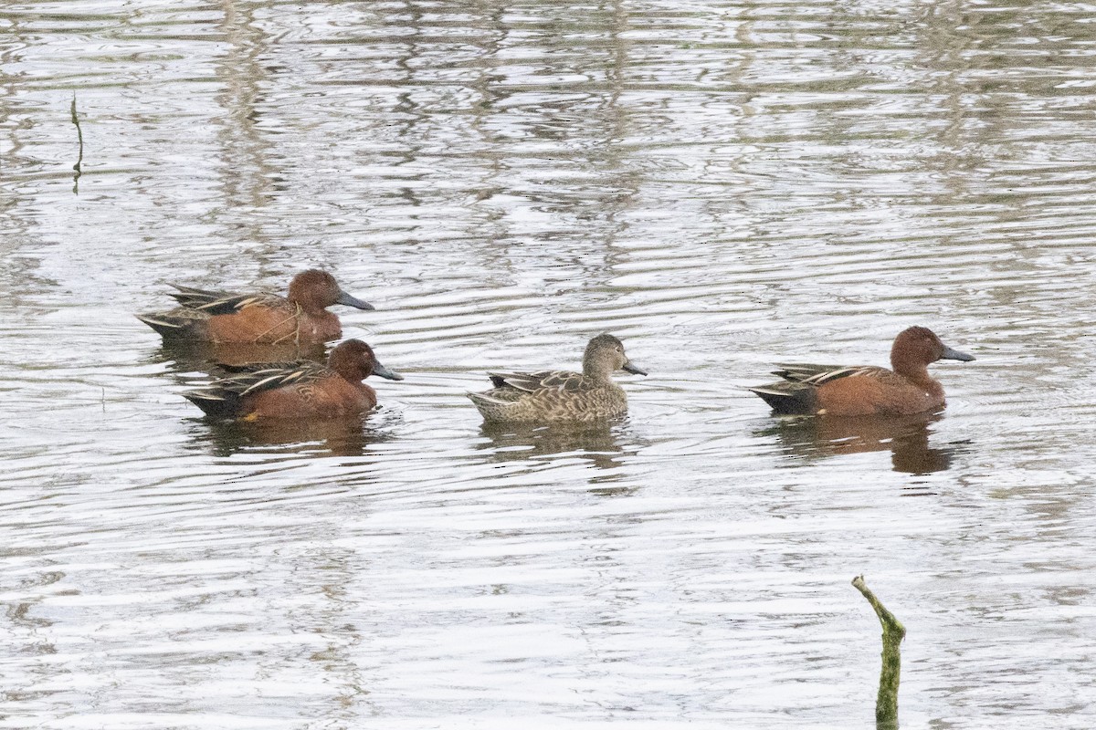 Cinnamon Teal - ML646638239