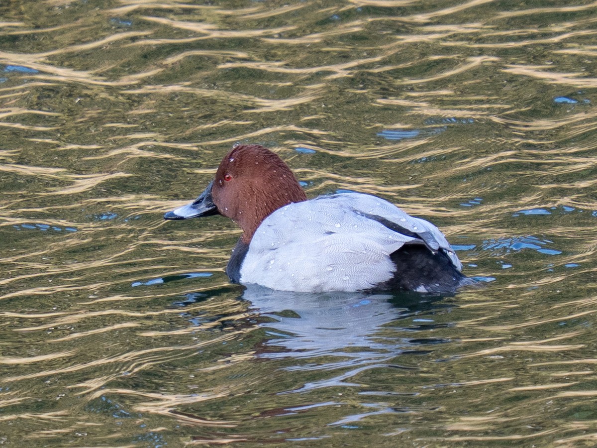 taffeland - ML646638240