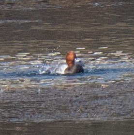 taffeland - ML646638241