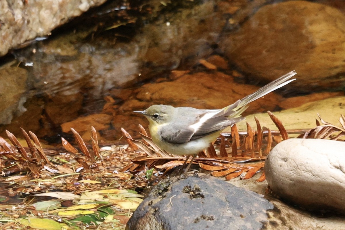 Dağ Kuyruksallayanı - ML646638246