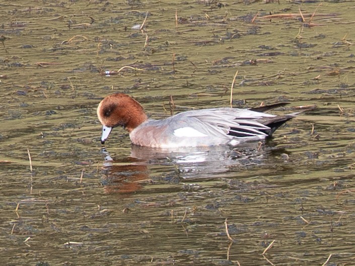 brunnakke - ML646638247