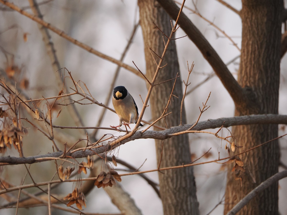 Yellow-billed Grosbeak - ML646638250