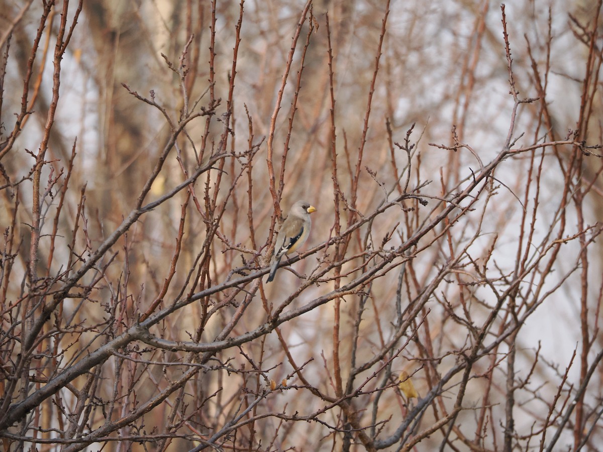 Yellow-billed Grosbeak - ML646638251