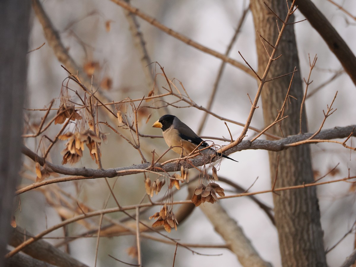 Yellow-billed Grosbeak - ML646638252