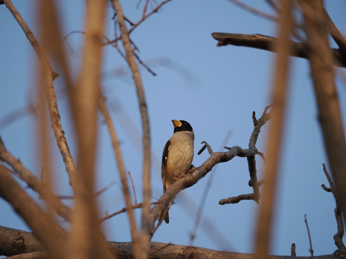 Yellow-billed Grosbeak - ML646638253