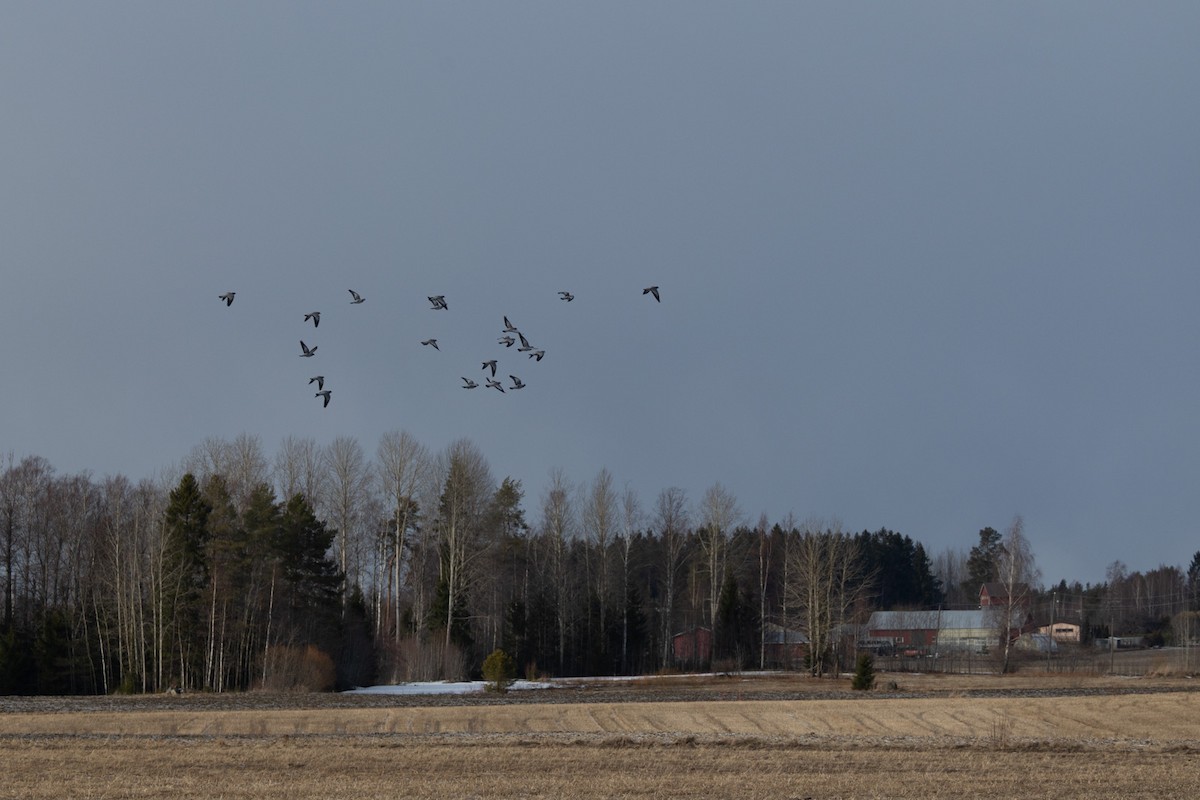 Stock Dove - ML646638255