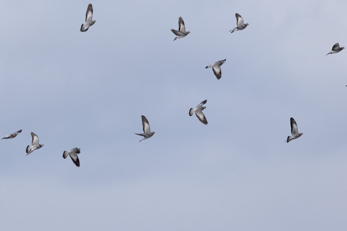 Stock Dove - ML646638256