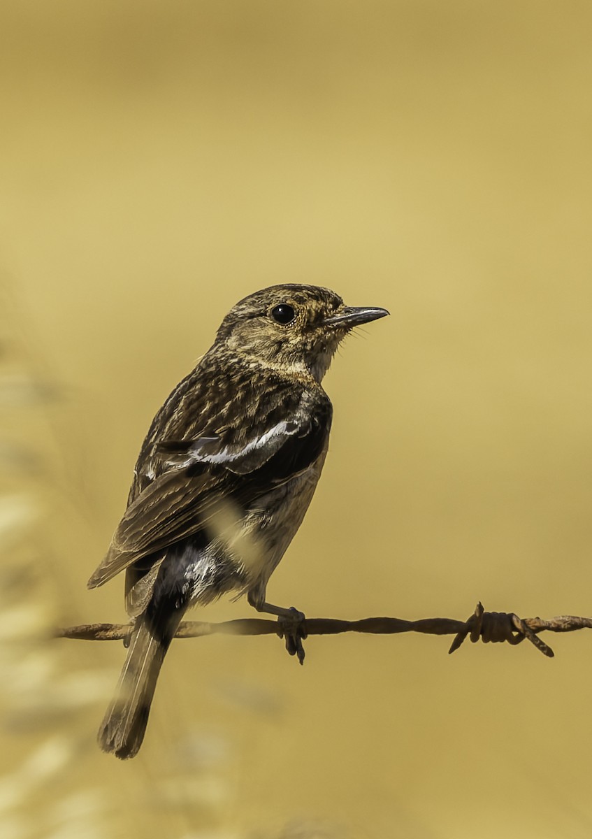 Afrikaschwarzkehlchen - ML646638257