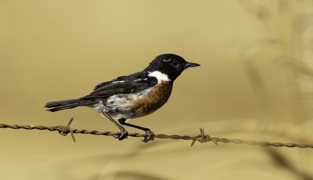 Afrikaschwarzkehlchen - ML646638258