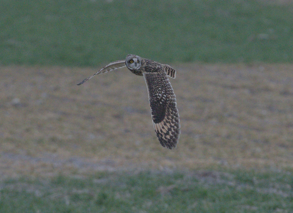 Short-eared Owl - ML646638259