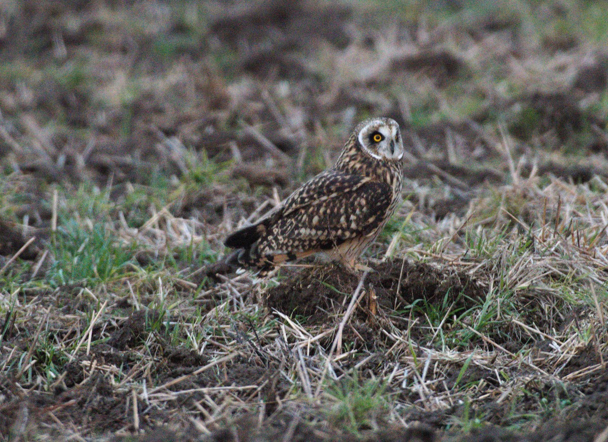 Short-eared Owl - ML646638260