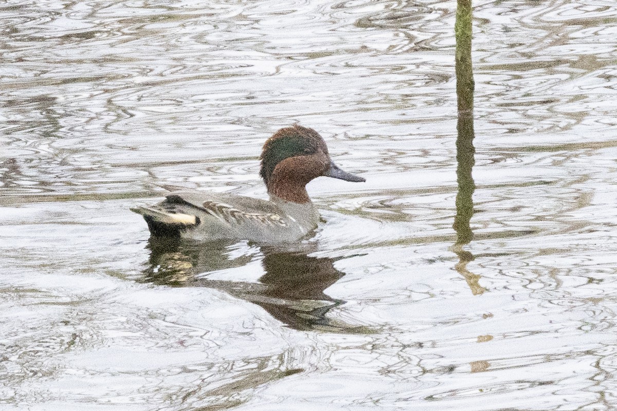 Green-winged Teal - ML646638264