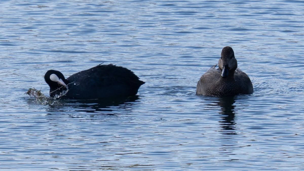 snadderand - ML646638266