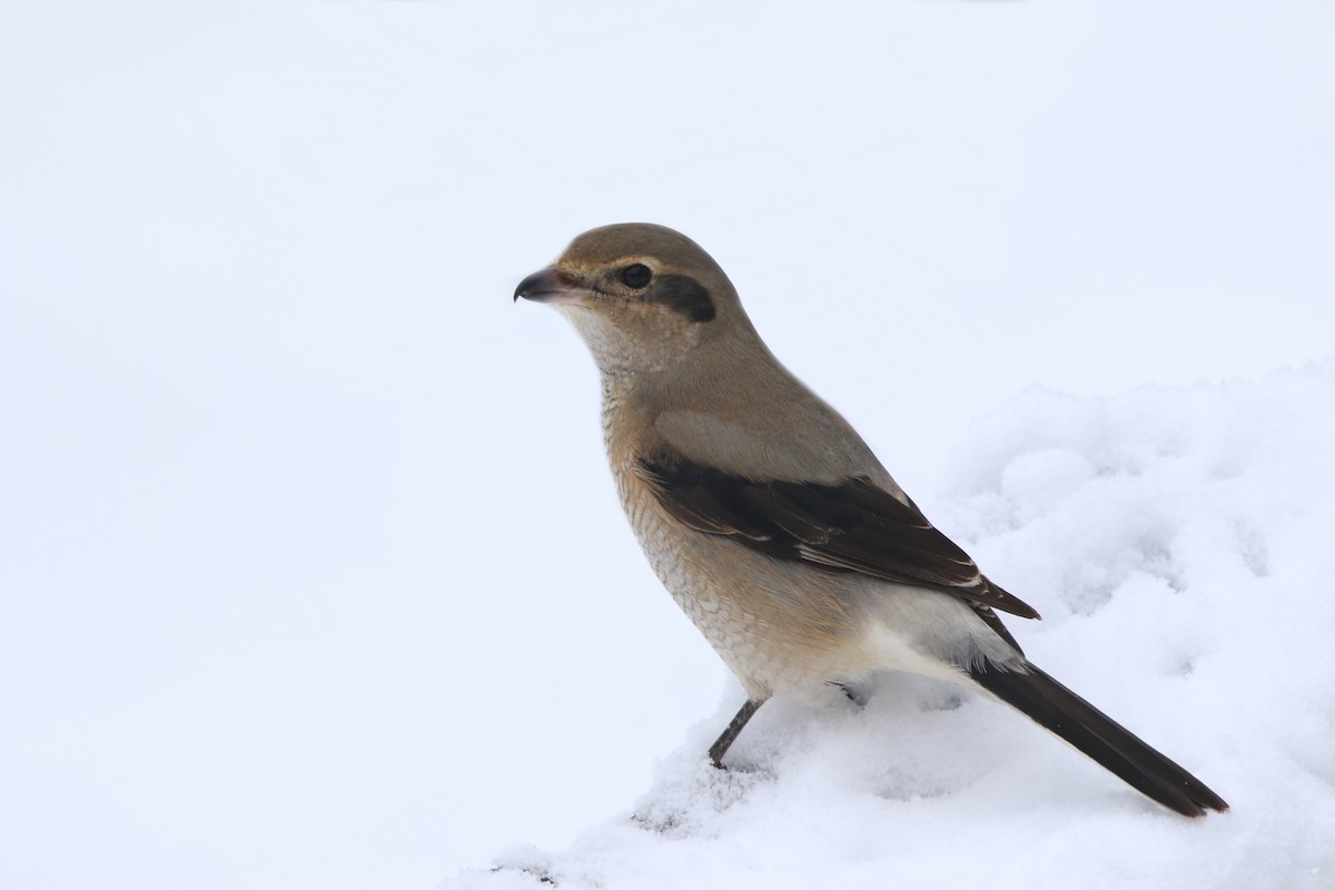 ťuhýk severní - ML646638268