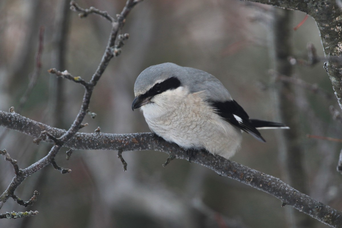 ťuhýk severní - ML646638269