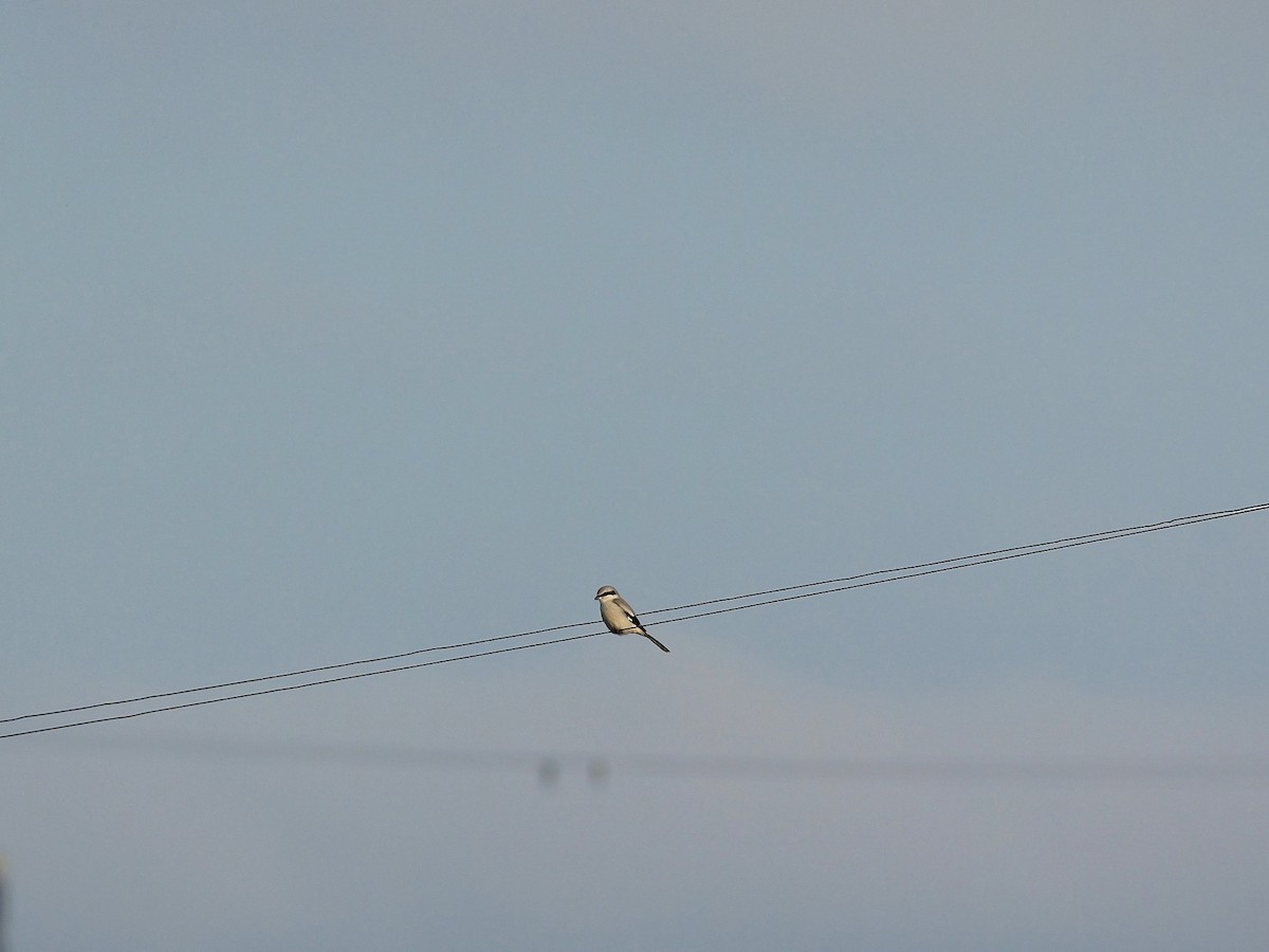 Pie-grièche grise - ML646638271