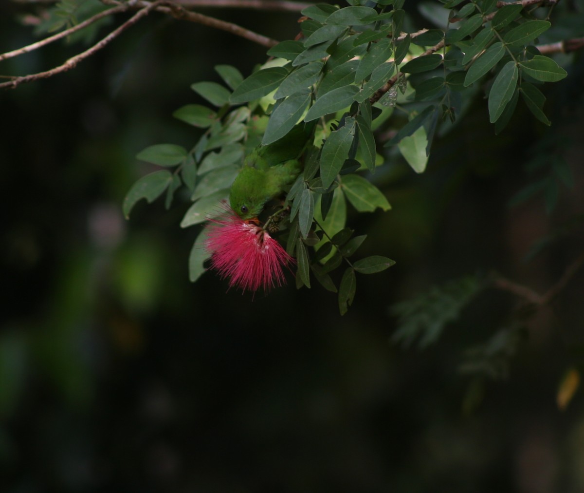 Vernal Hanging-Parrot - ML646638275