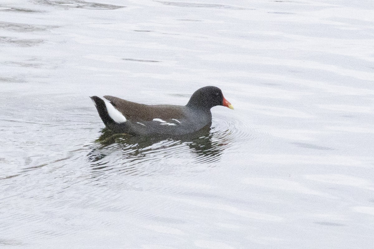 Common Gallinule - ML646638281