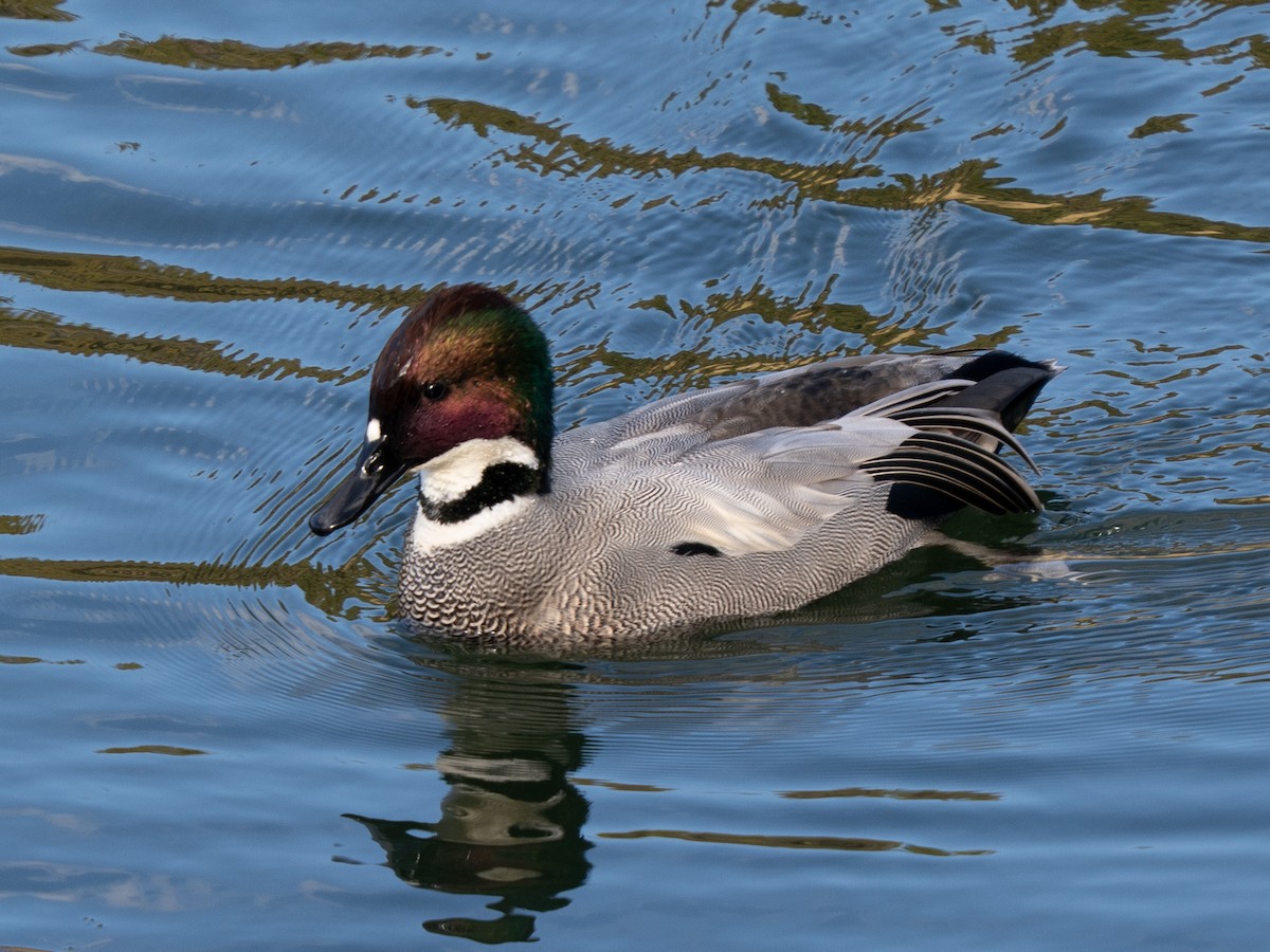 sibirand - ML646638283