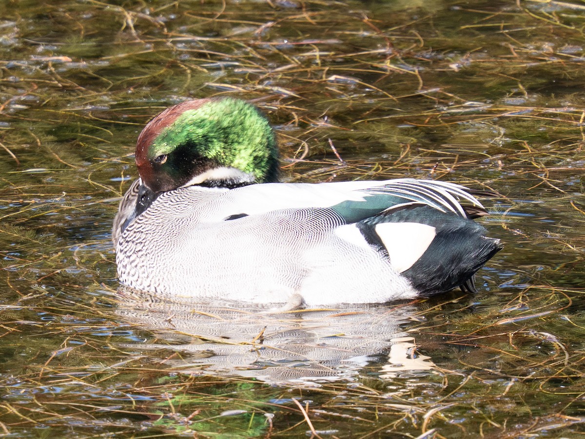 sibirand - ML646638284