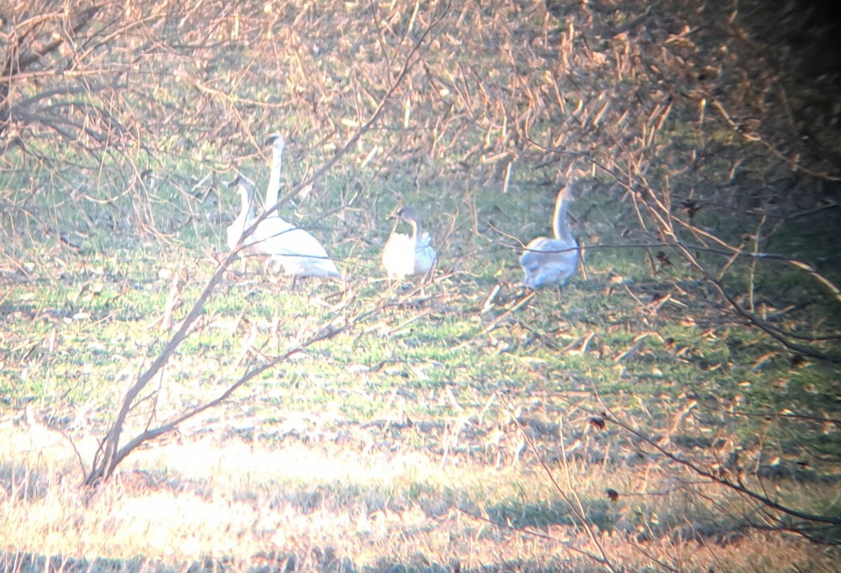 Trompeterschwan - ML646638286