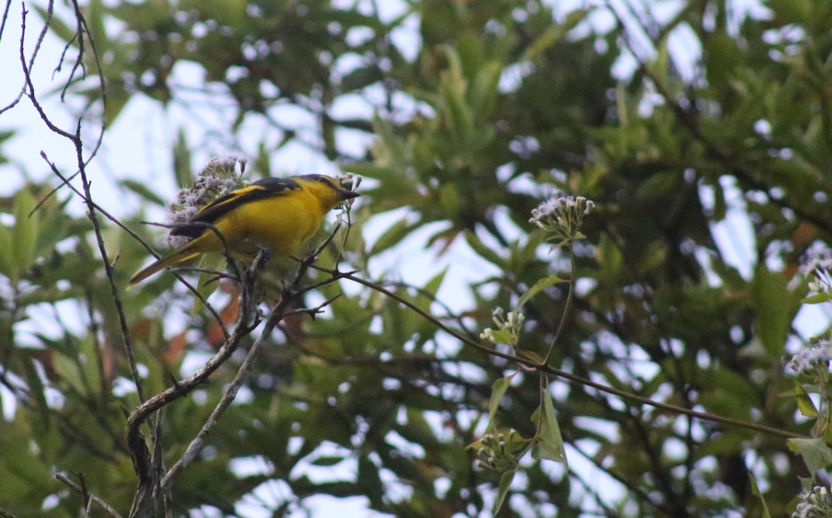 Orange Minivet - ML646638291