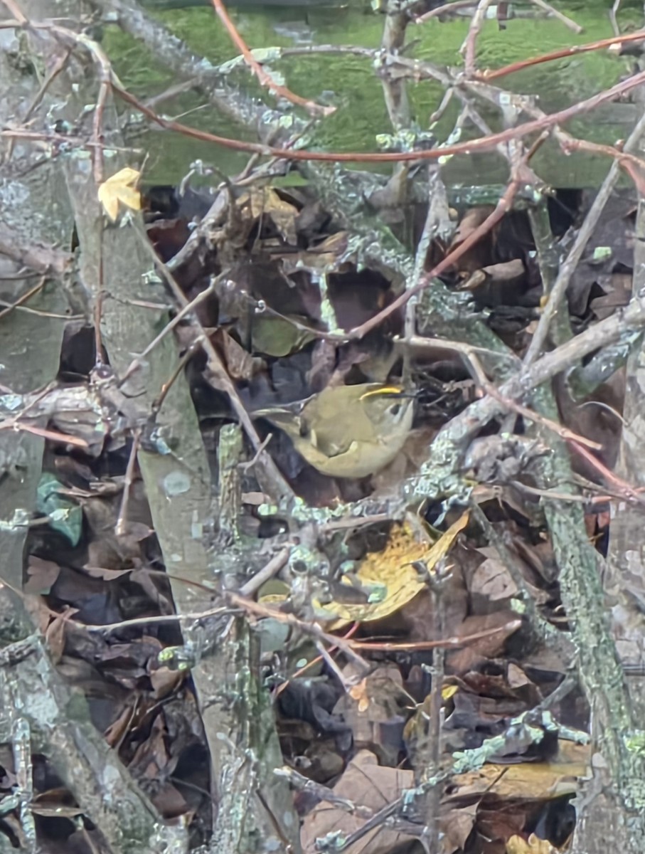 Regolo - ML646638292